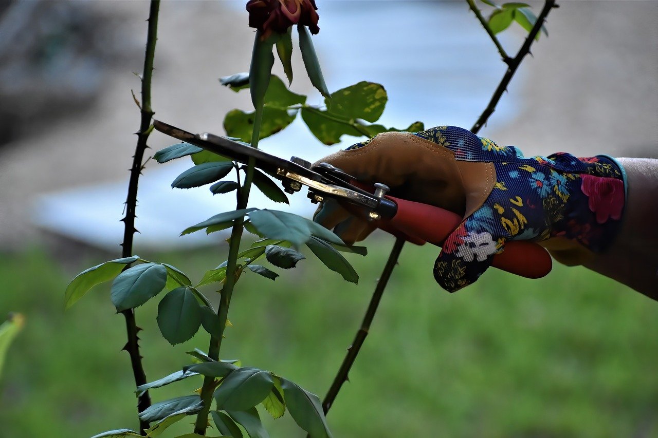 rose pruning, pruning, gardening, Ego pruning