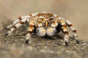 speule, spider, jumping spider,phobia
